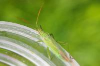 Stenodema laevigata