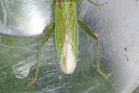 Stenodema laevigata