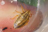 Aelia acuminata