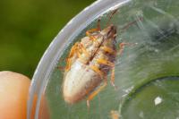 Aelia acuminata