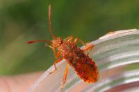 Rhopalus maculatus