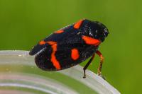 Cercopis intermedia