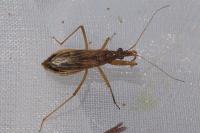 Nabis rugosus