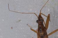 Nabis rugosus