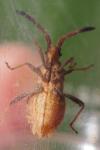 Coriomeris denticulatus
