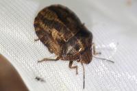 Eurygaster maura