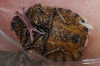 Eurygaster maura