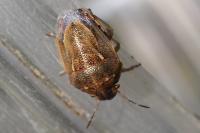 Neottiglossa leporina