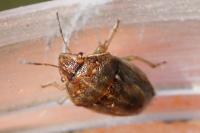 Neottiglossa leporina