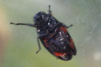 Cercopis vulnerata
