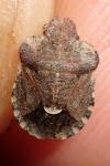 Dyroderes umbraculatus