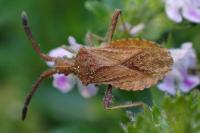 Strobilotoma typhaecornis