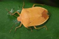 Nezara viridula