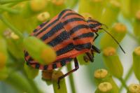 Graphosoma italicum