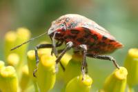 Graphosoma italicum