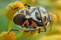 Eurydema ornata