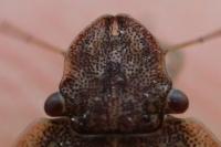 Sciocoris sideritidis