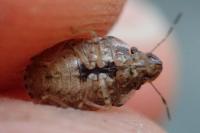 Sciocoris sideritidis