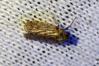 Tachycixius pilosus