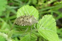 Rhaphigaster nebulosa