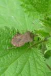 Coreus marginatus