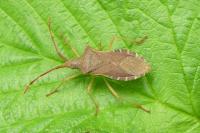 Gonocerus acuteangulatus