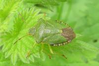 Palomena prasina