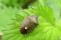 Peribalus strictus vernalis