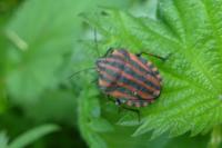 Graphosoma italicum