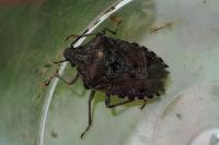 Rhaphigaster nebulosa