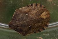 Eurygaster maura