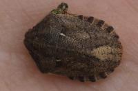 Eurygaster maura
