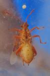 Rhopalus maculatus