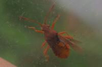 Rhopalus maculatus