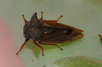 Centrotus cornutus