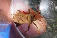 Coreus marginatus