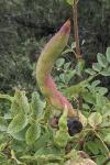 Baizongia pistaciae