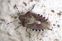 Dolycoris baccarum