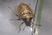Eysarcoris aeneus