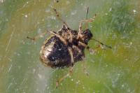 Eysarcoris aeneus