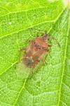 Kleidocerys resedae