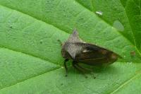 Centrotus cornutus