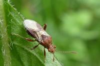 Rhopalus subrufus