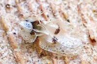 Corythucha ciliata