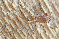Zelus renardii