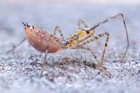 Zelus renardii