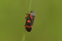 Cercopis intermedia
