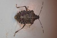 Halyomorpha halys