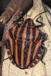 Graphosoma italicum