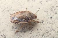 Sciocoris maculatus